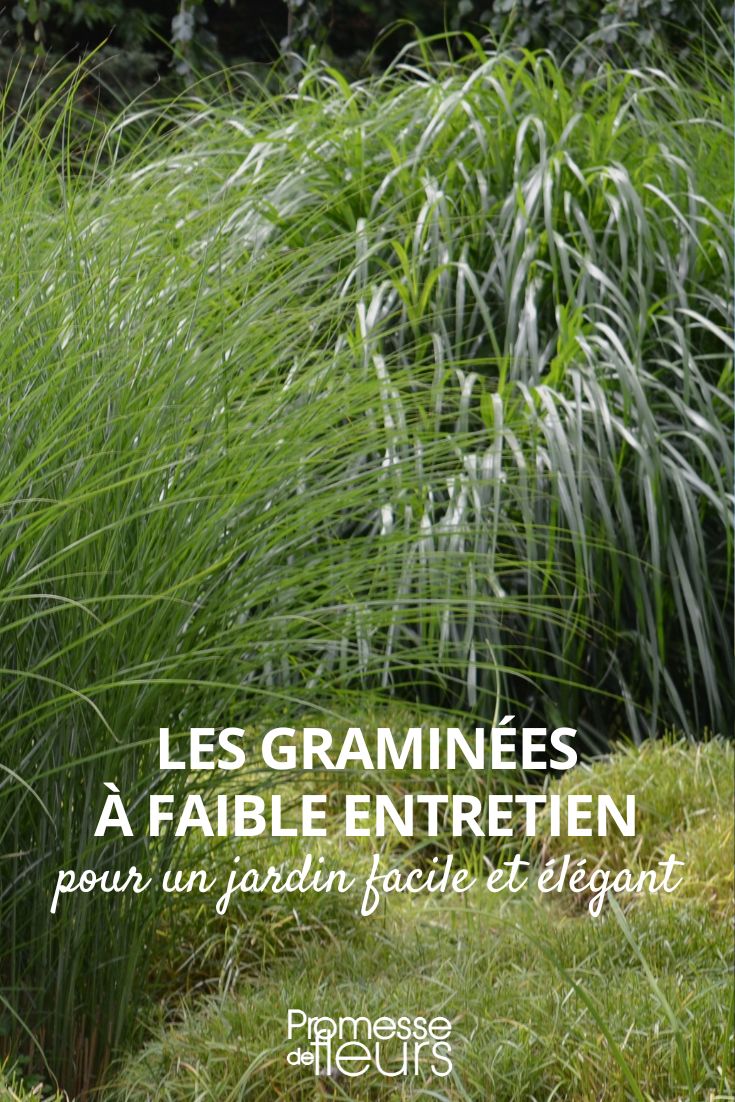 Miscanthus sinensis 'Gracillimus'