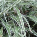 Groundcover grasses: for an attractive, low-maintenance garden