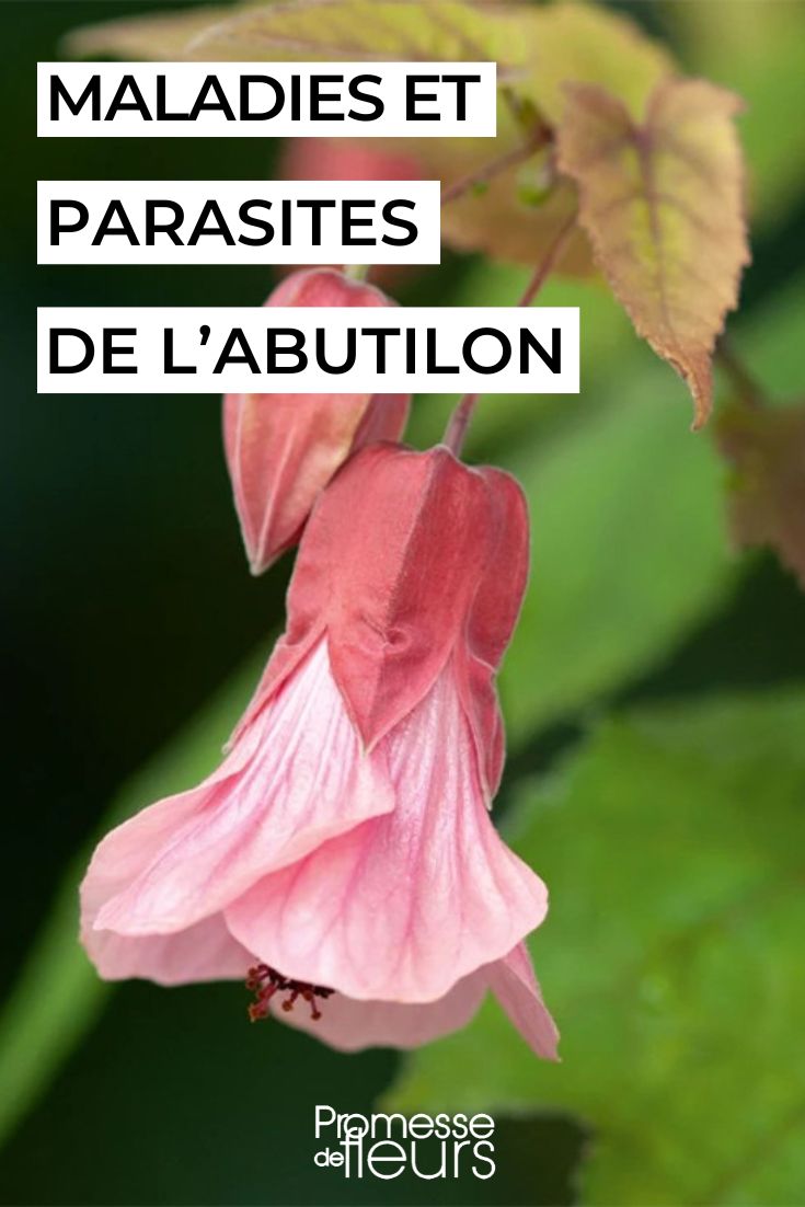 caring for abutilon