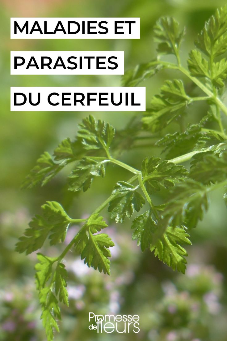 Identification and Treatment of Chervil Diseases and Parasites Caring for chervil