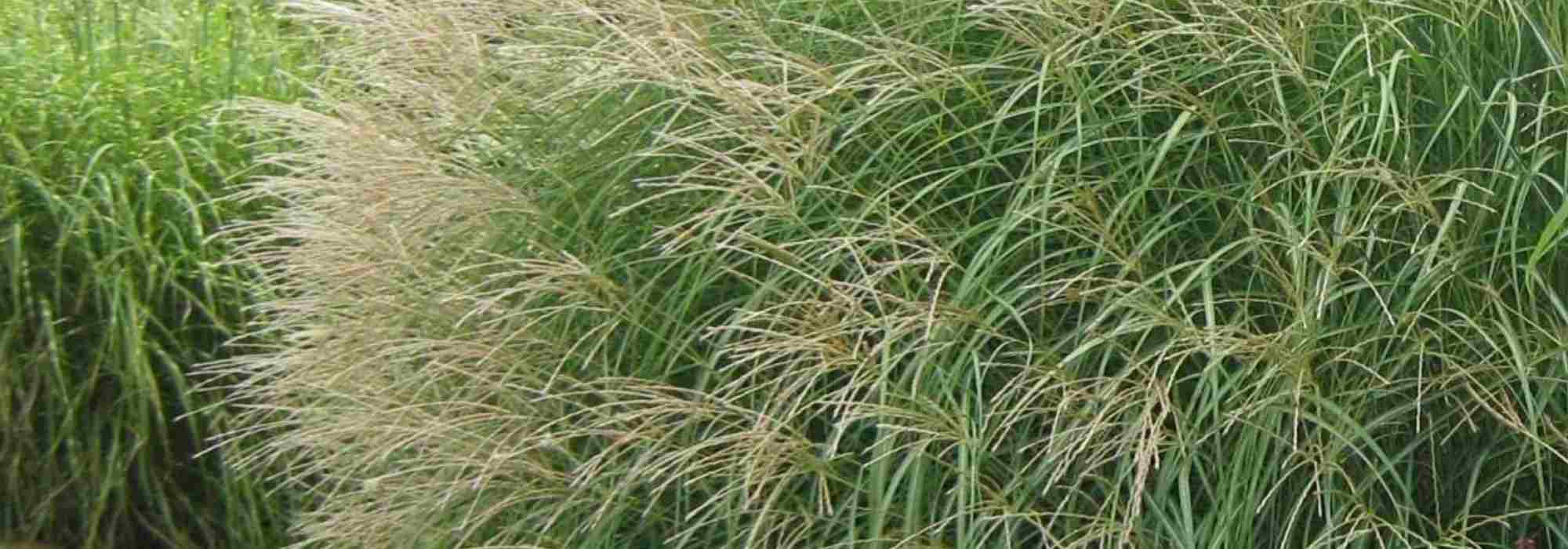 Miscanthus: a selection of varieties for pots