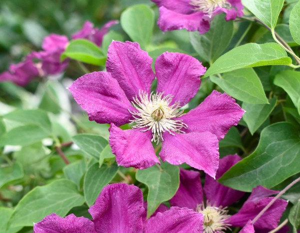 How to propagate clematis easily?