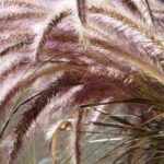 Chinese fountain grass: the best varieties for pots