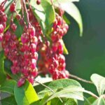 Japanese Andromeda - Pieris japonica: 6 varieties for pots