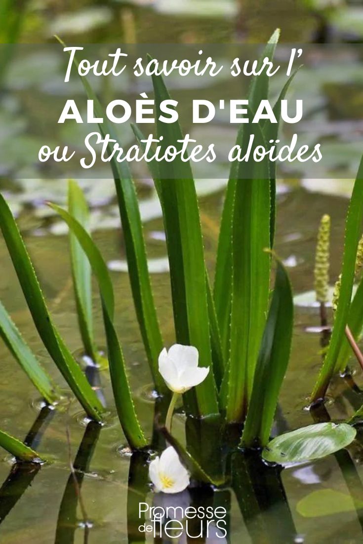Stratiotes aloides water aloes