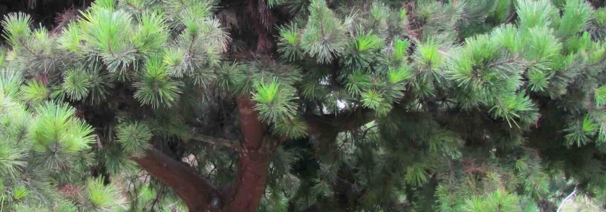 Green-leaved conifers: the best varieties