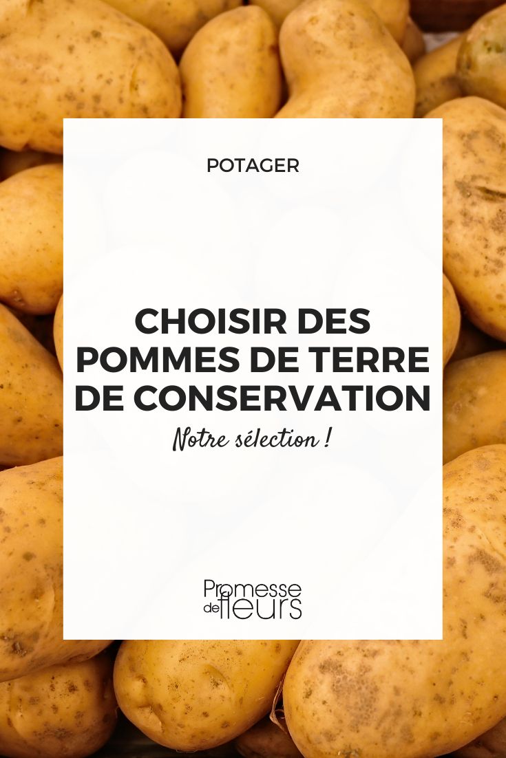 Potatoes for storage: our complete guide to choosing them Choosing late potatoes