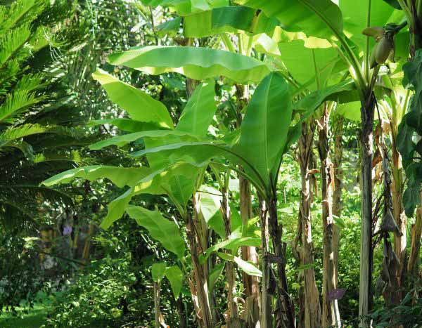 How to carry out pruning on a banana plant?
