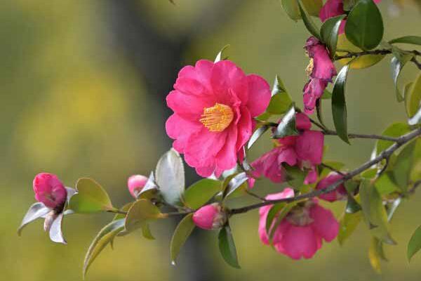 How to prune camellias?