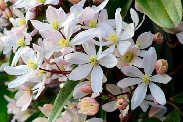 How to prune winter-flowering clematis?