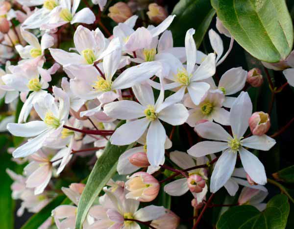 How to prune winter-flowering clematis?