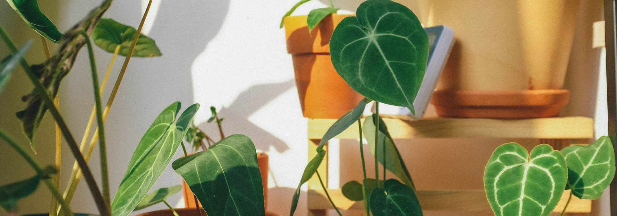 Our care tips for Alocasia through the seasons