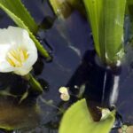 Water Aloe - Stratiotes aloides: planting and growing