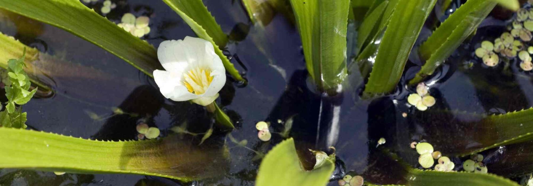 Water Soldier - Stratiotes aloides: Planting and Growing