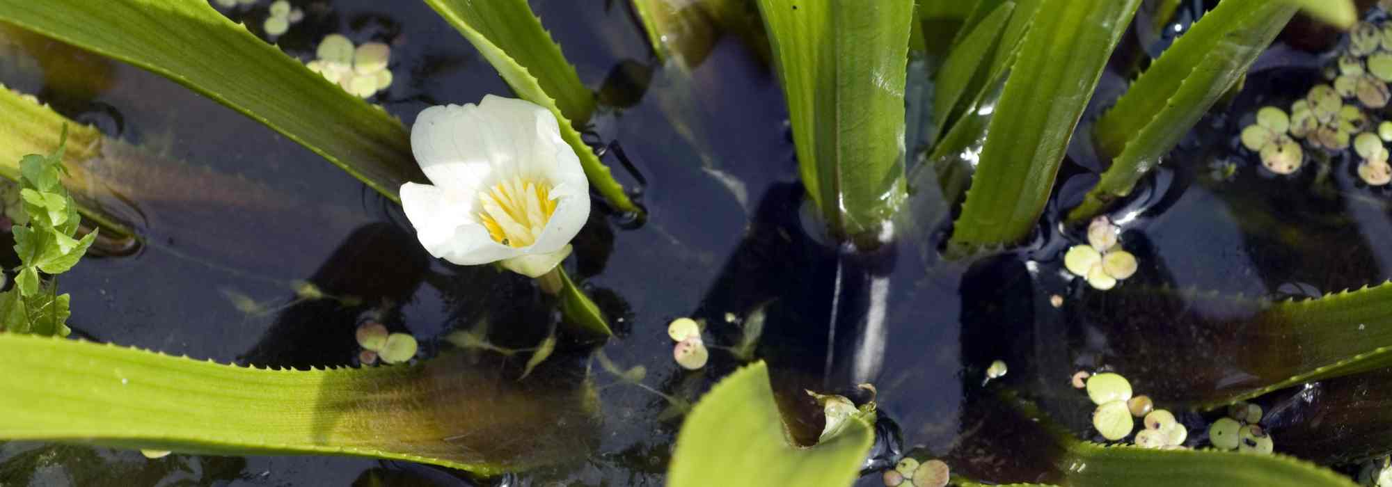Water soldier - Stratiotes aloides: planting and growing