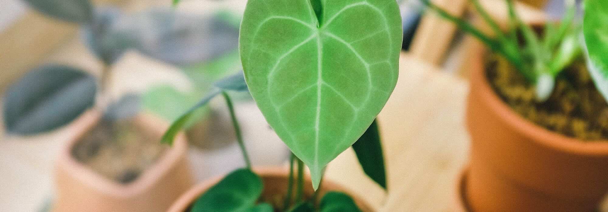 How to care for an indoor Anthurium throughout the seasons?
