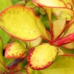 Our selection of Berberis with golden foliage: brighten up your garden or patio