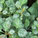 Berberis with variegated foliage: to brighten the garden