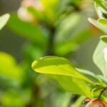 6 Green-Leaved Berberis: Hardy and Decorative Bushes for All Seasons