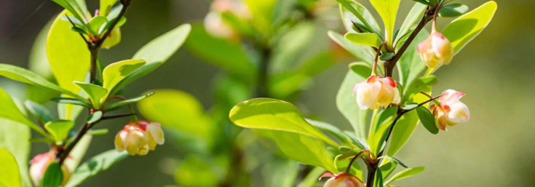 6 Green-Leaved Berberis: Hardy and Decorative Bushes for All Seasons