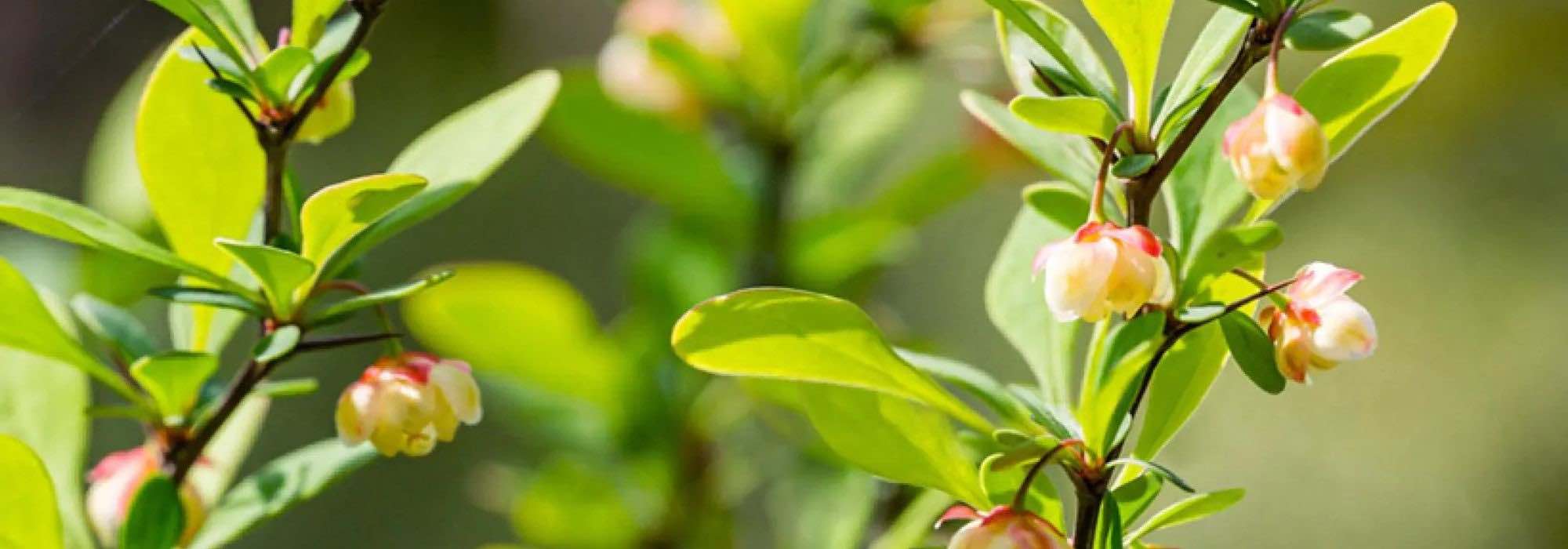 6 Green-Leaved Berberis: Hardy and Decorative Bushes for All Seasons