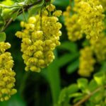 Decorative-flowering barberry: our tips to choose and plant this colourful shrub