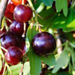 Grow jostaberries, fruits that lie between blackcurrants and redcurrants