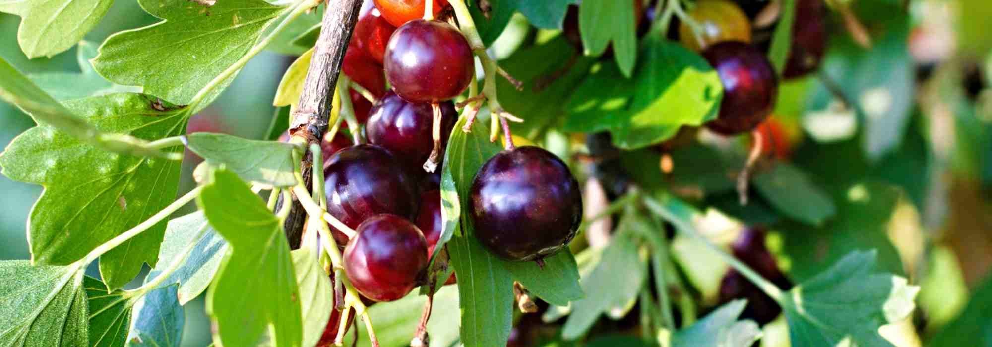 Grow jostaberries, fruits that lie between blackcurrants and redcurrants