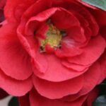 How to grow a Japanese quince in a pot?