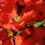 Japanese quince with red flowers: a splash of colour in the heart of winter