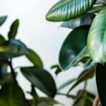 Ficus through the seasons: Discover our tips for a successful care