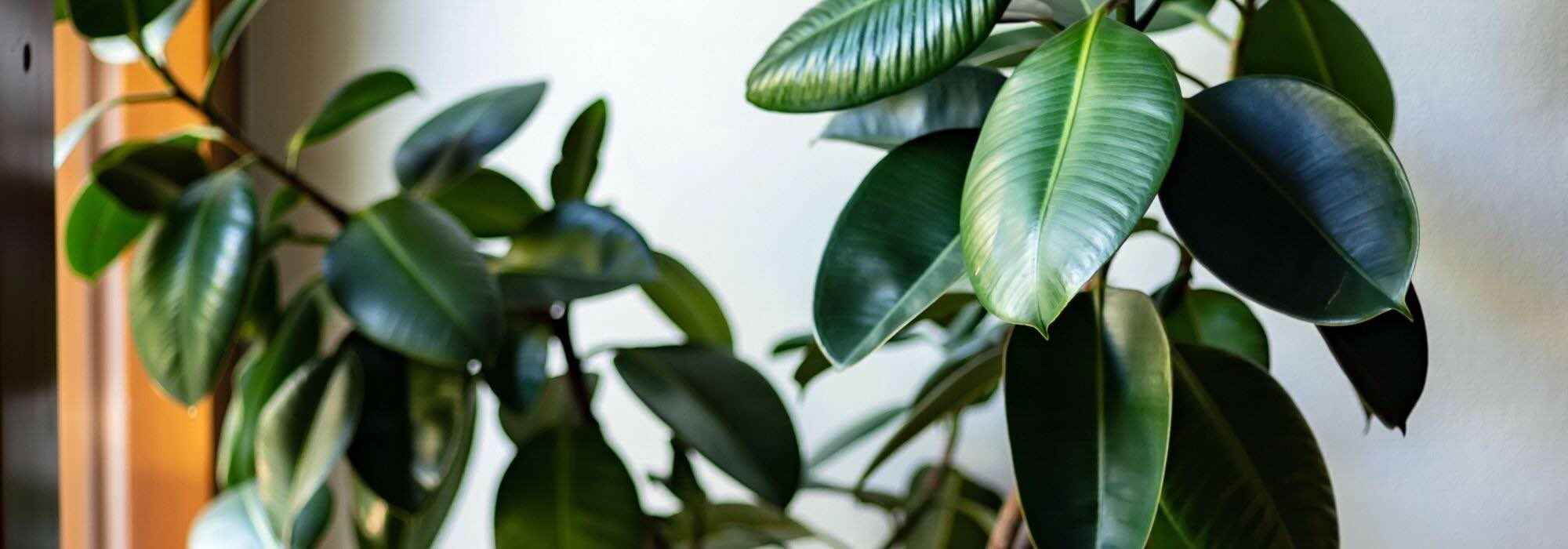 Ficus through the seasons: Discover our tips for a successful care