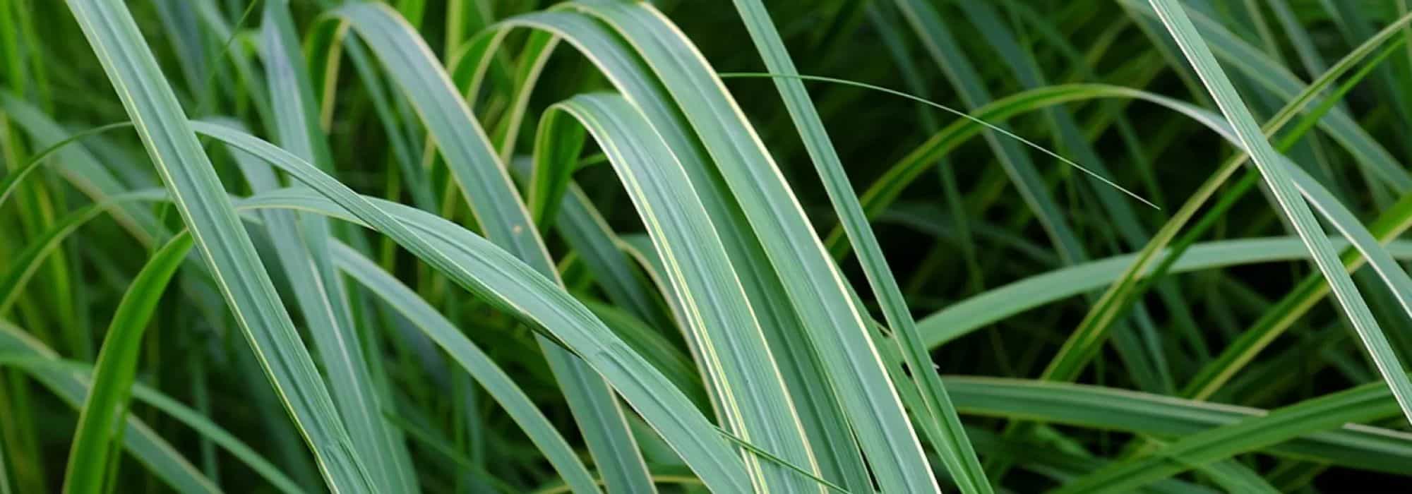What are the best grasses for wet soils?