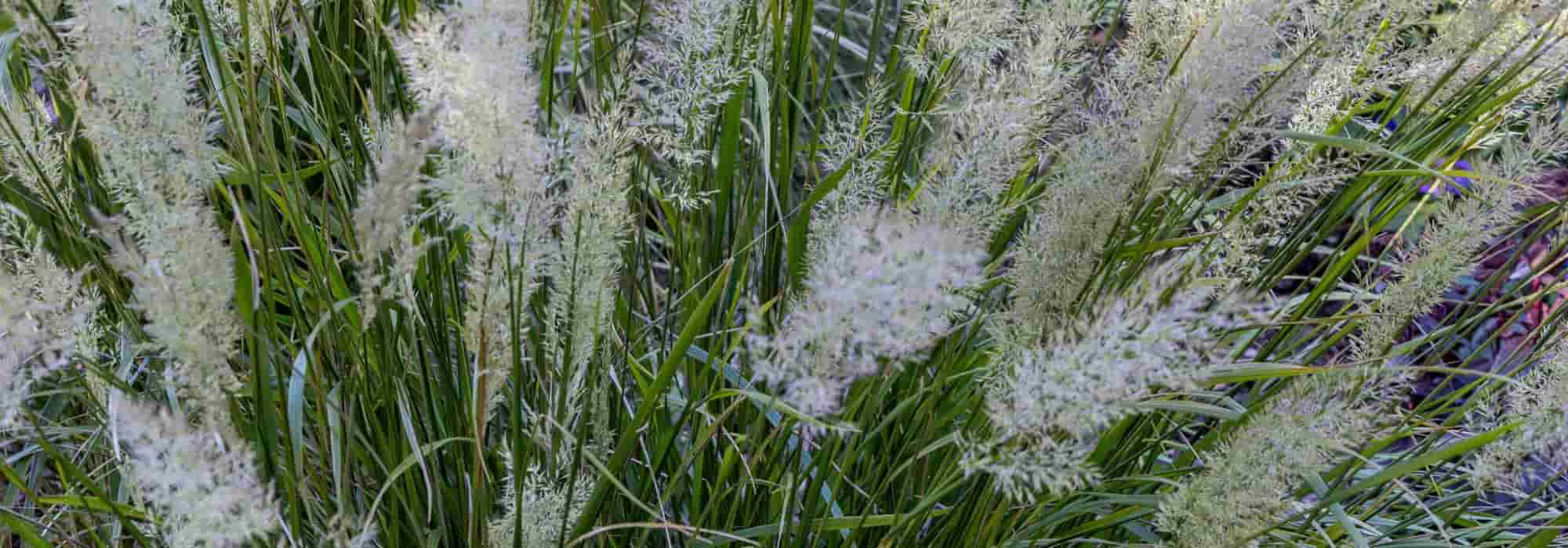 Low-maintenance ornamental grasses: allies for a hassle-free garden