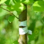 Shield graft with a dormant eye: why and how?