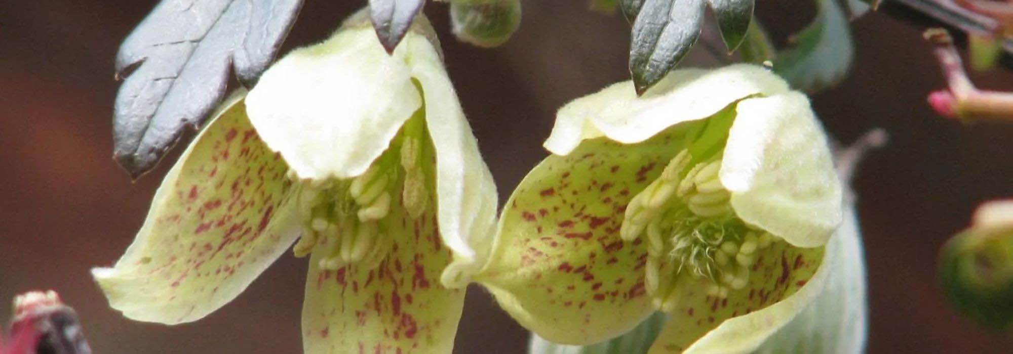 Yellow-flowered climbing plants: they brighten the garden!