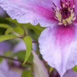 Growing purple-flowered climbing plants to brighten the garden