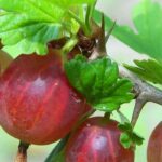 Growing gooseberry: when, where and how?