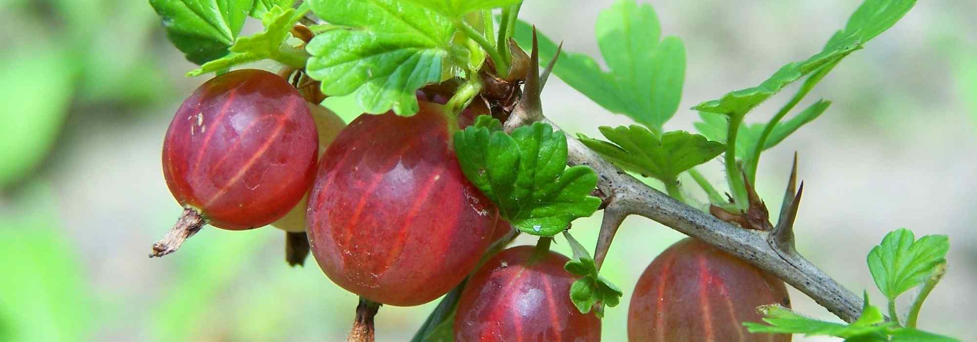Growing gooseberry: when, where and how?