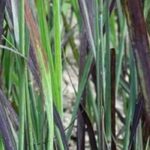 Go for dark-leaved grasses!