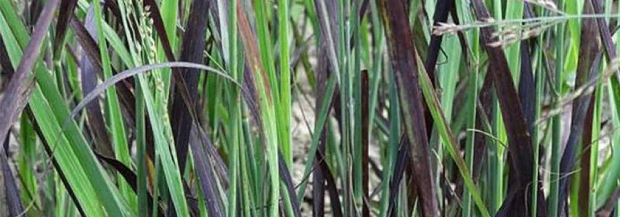 Go for dark-leaved grasses!