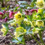 Bring your garden to life at the end of winter with late hellebores.