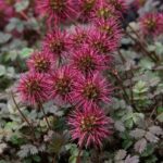 How to propagate Acaena or Scarlet bidibid?
