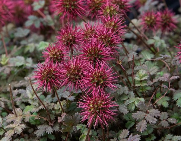 How to propagate Acaena or Scarlet bidibid?