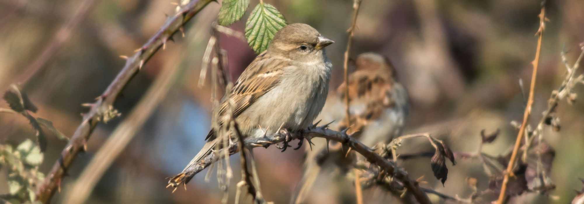 The house sparrow: a bane for gardeners?
