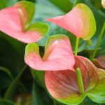 How to propagate an <em>Anthurium</em> easily?