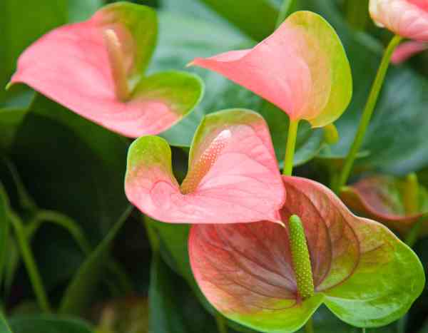 How to propagate an <em>Anthurium</em> easily?