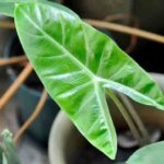 How to easily propagate your Alocasia?