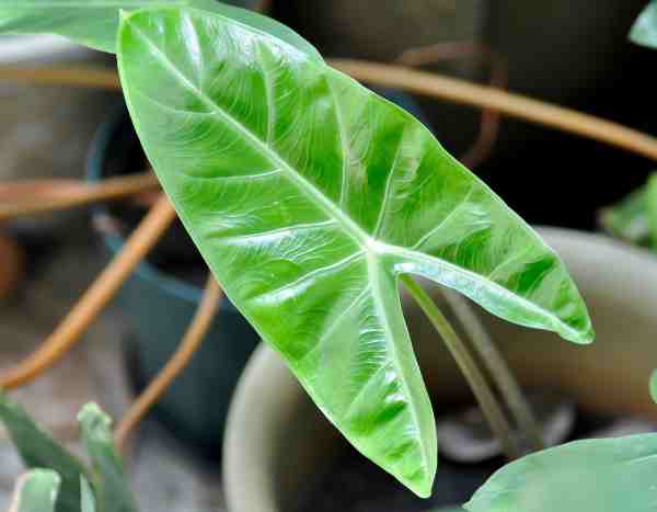 How to easily propagate your Alocasia?