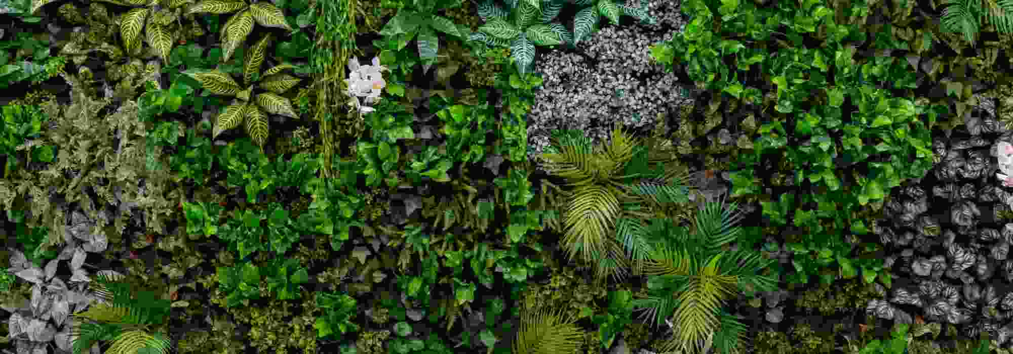 How do you create a living wall on a balcony?
